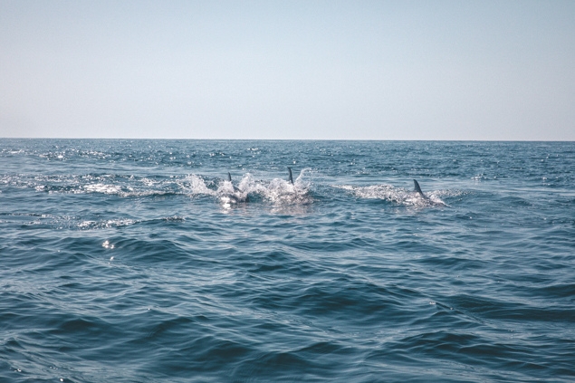 Nager avec les dauphins