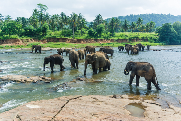 Louer une villa de luxe au Sri Lanka